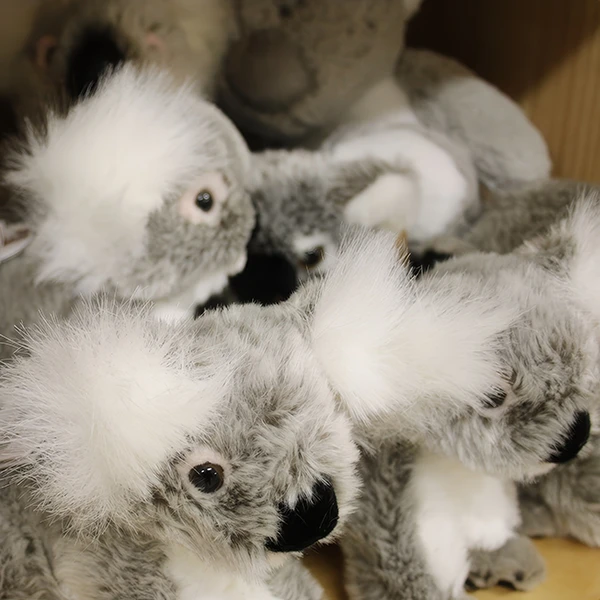 koalas